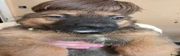 Mixed Breed dogs for sale: Adorable pups - AVAILABLE NOW - Advert 4