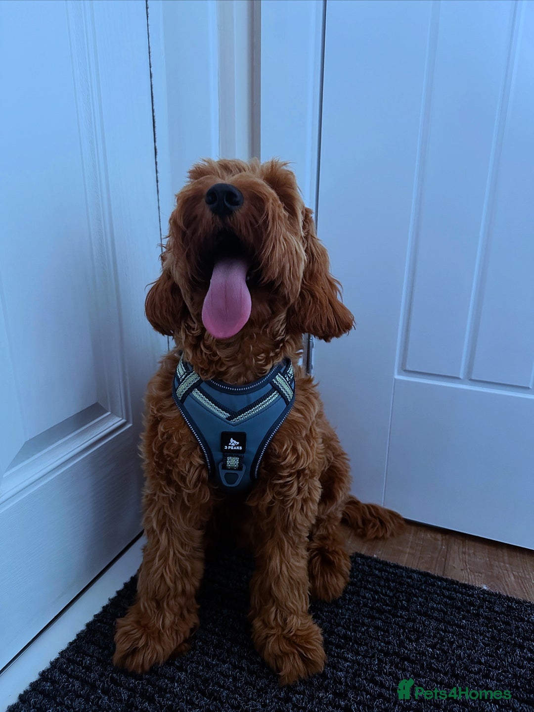 Cockapoo dogs for stud: Bear – DNA Tested Cockapoo Stud (Poodle-Dominant) - Advert 25