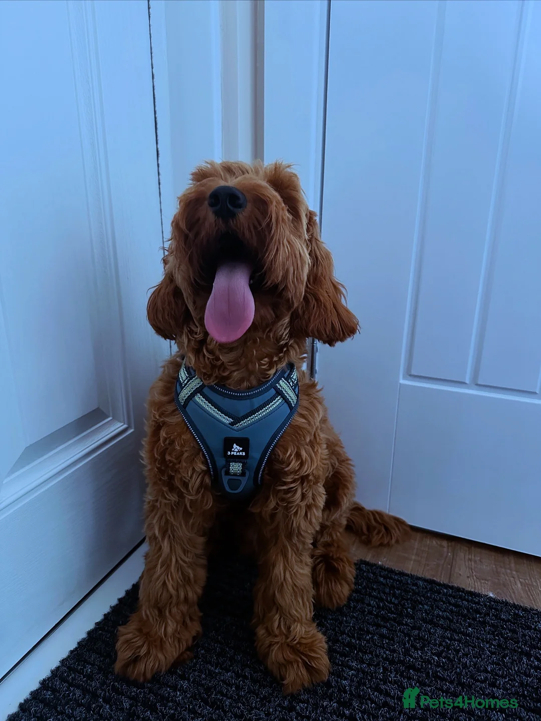 Cockapoo dogs for stud: STUD - DNA Tested Cockapoo (Poodle-Dominant) - Advert 26