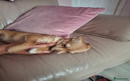 Chihuahua dogs for sale: Chihuahua 6 month old female - Image 4