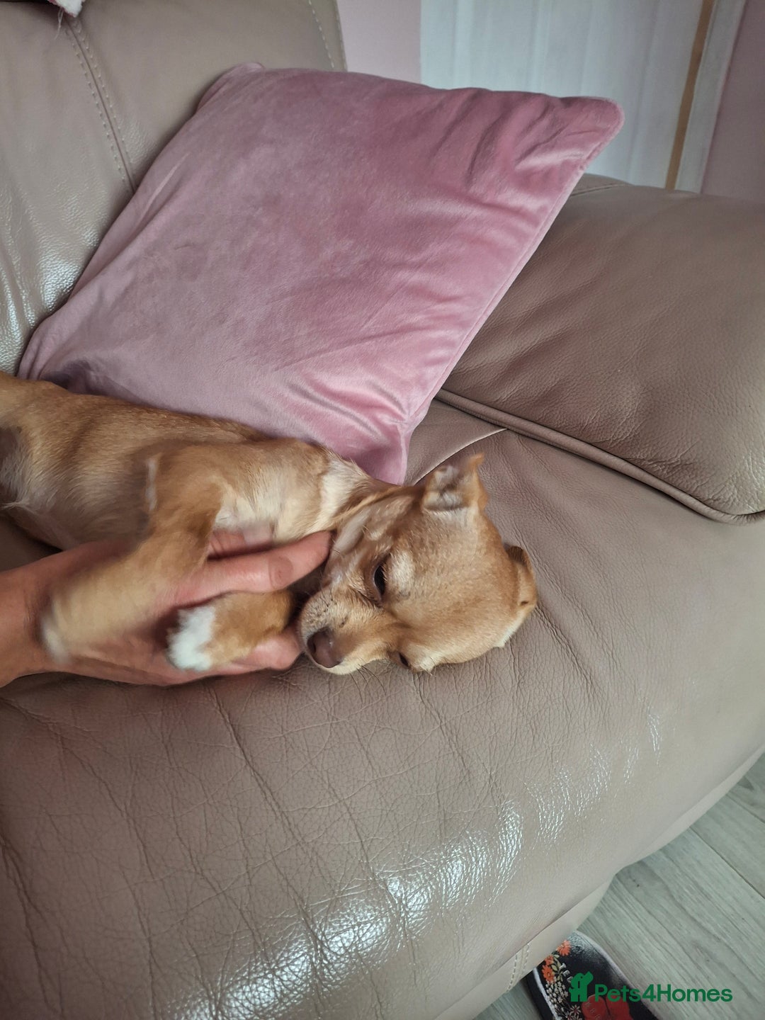 Chihuahua dogs for sale: Chihuahua 6 month old female - Image 4