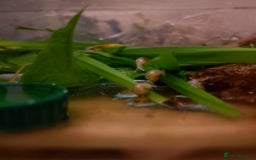 Snails invertebrates for sale: Albino Giant African Land Snails - Image 3