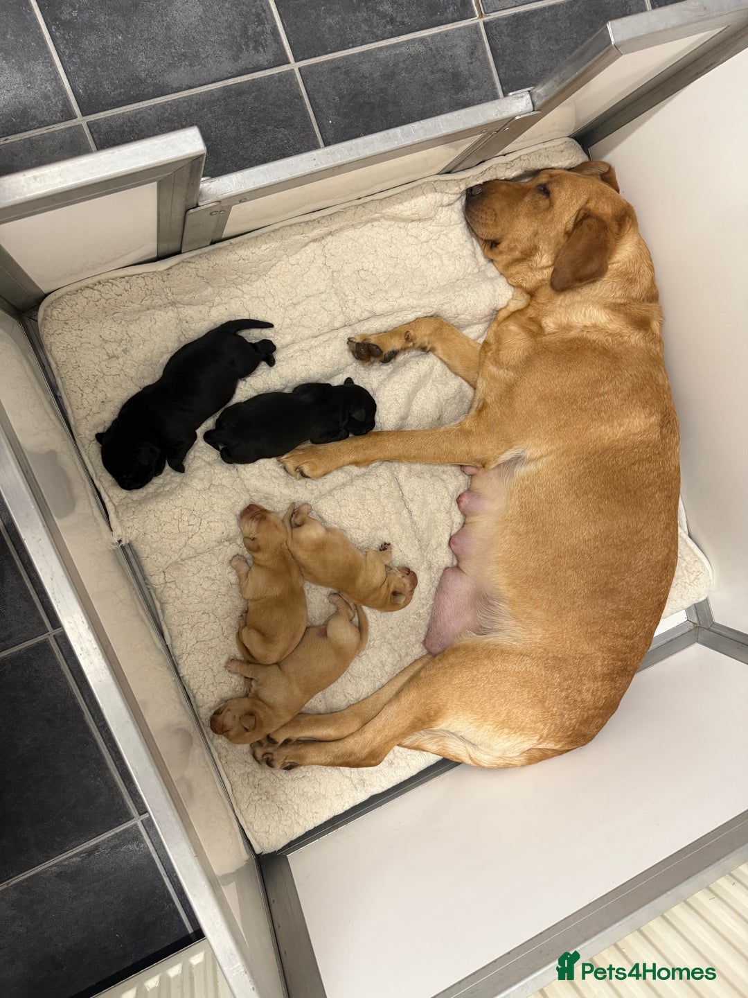 Labrador Retriever dogs for sale: Beautiful litter of labradors - Advert 2