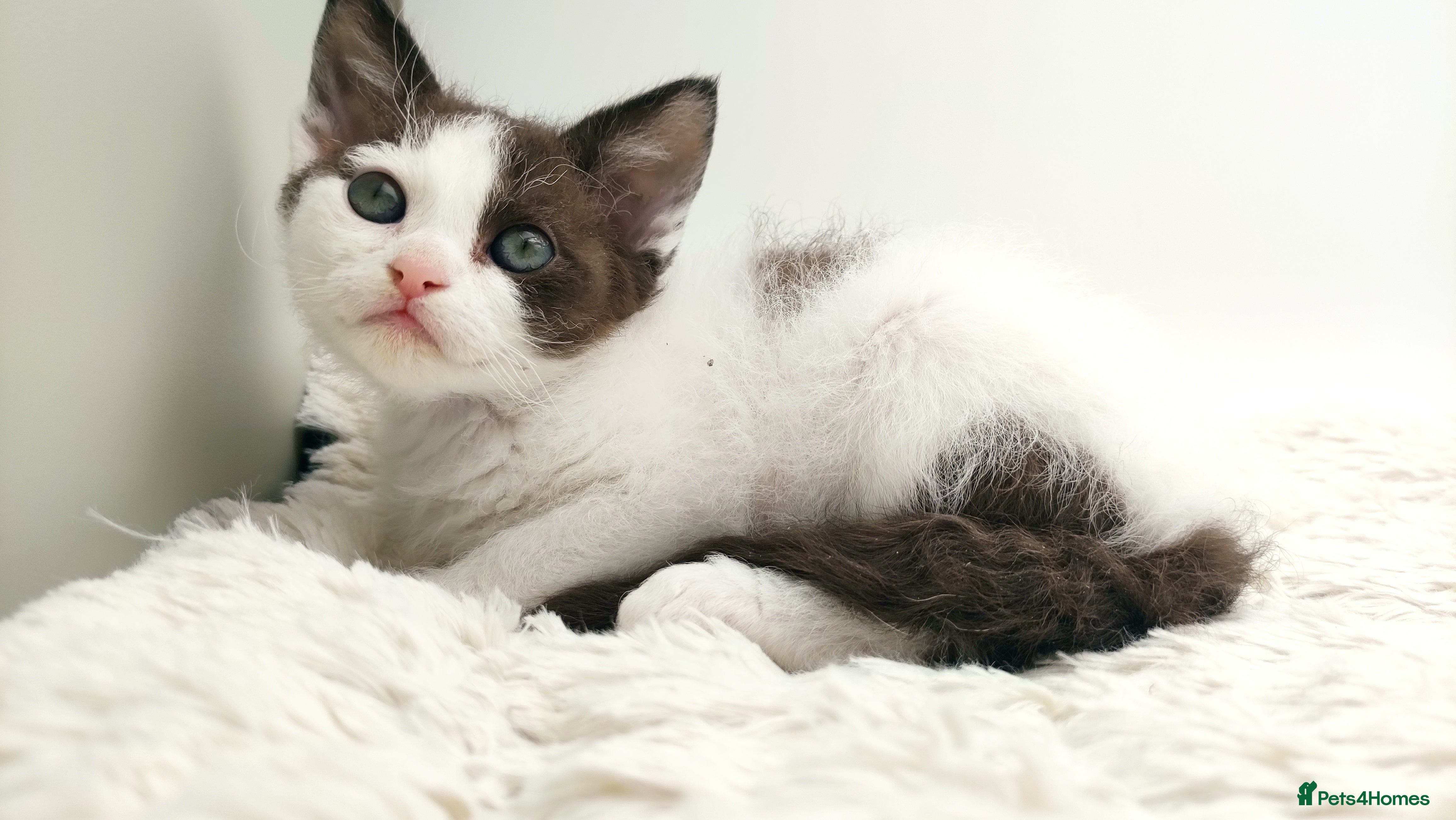 LaPerm cats Curly LaPerm kittens GCCF reg  - Advert 14