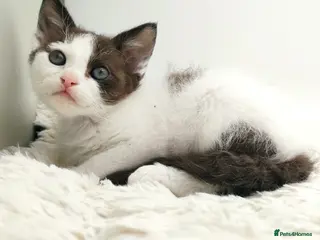 LaPerm cats Curly LaPerm kittens GCCF reg - Advert 14