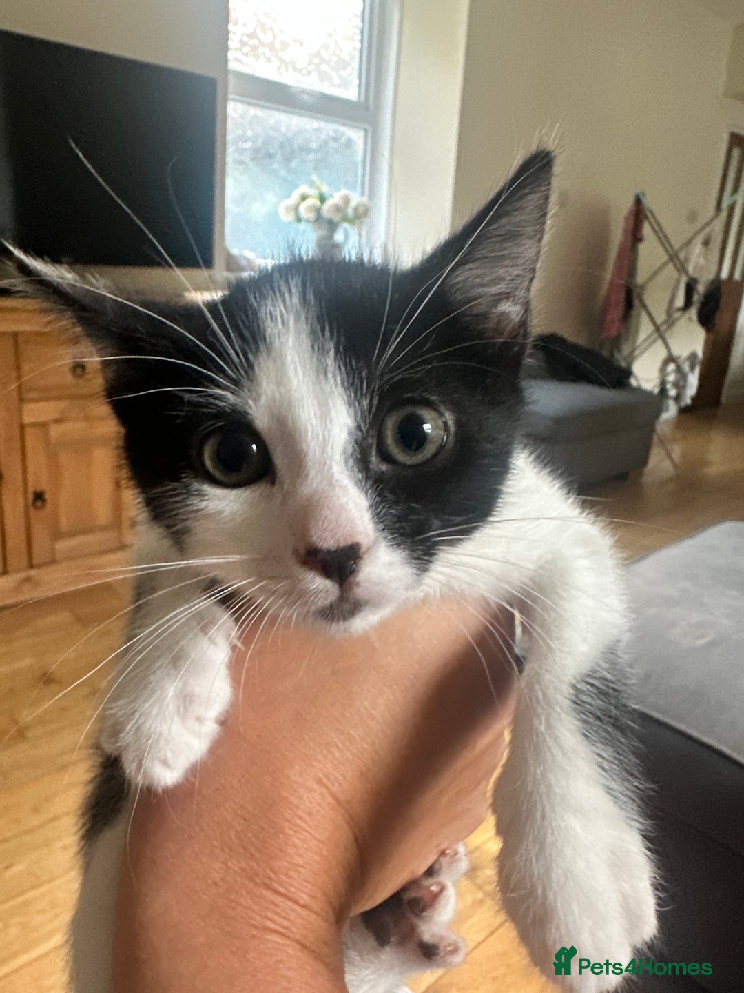 Domestic Shorthair cats for sale: Gorgeous traditional Black and white kittens  - Image 14