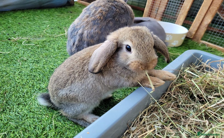 Mini Lop rabbits - Advert 1