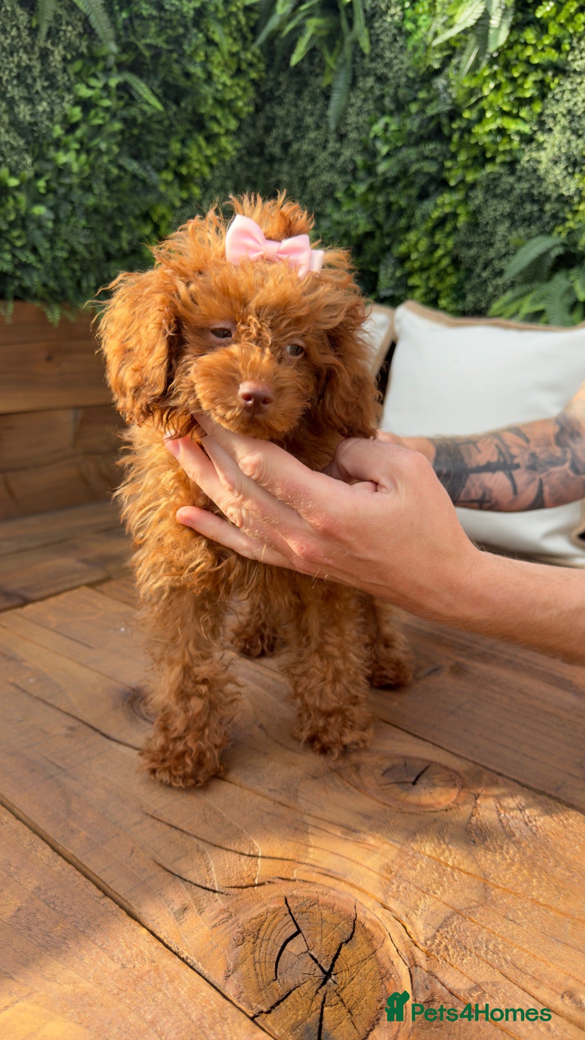 Toy Poodle dogs True toy Asian Poodle Puppies - Advert 12