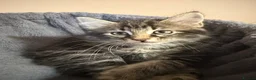 Maine Coon cats for sale: Beautiful Maine Coon x Silver British shorthair - Advert 6