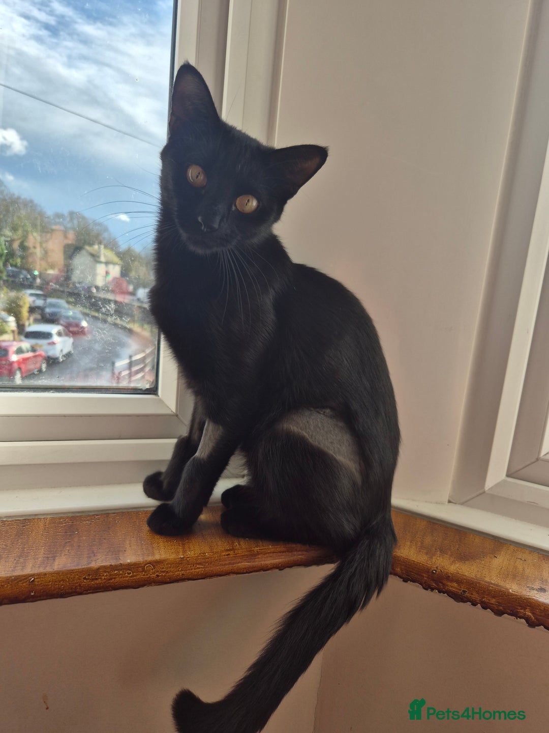 Mixed Breed cats for sale: 5 lovely affectionate kitten looking for home - Advert 18