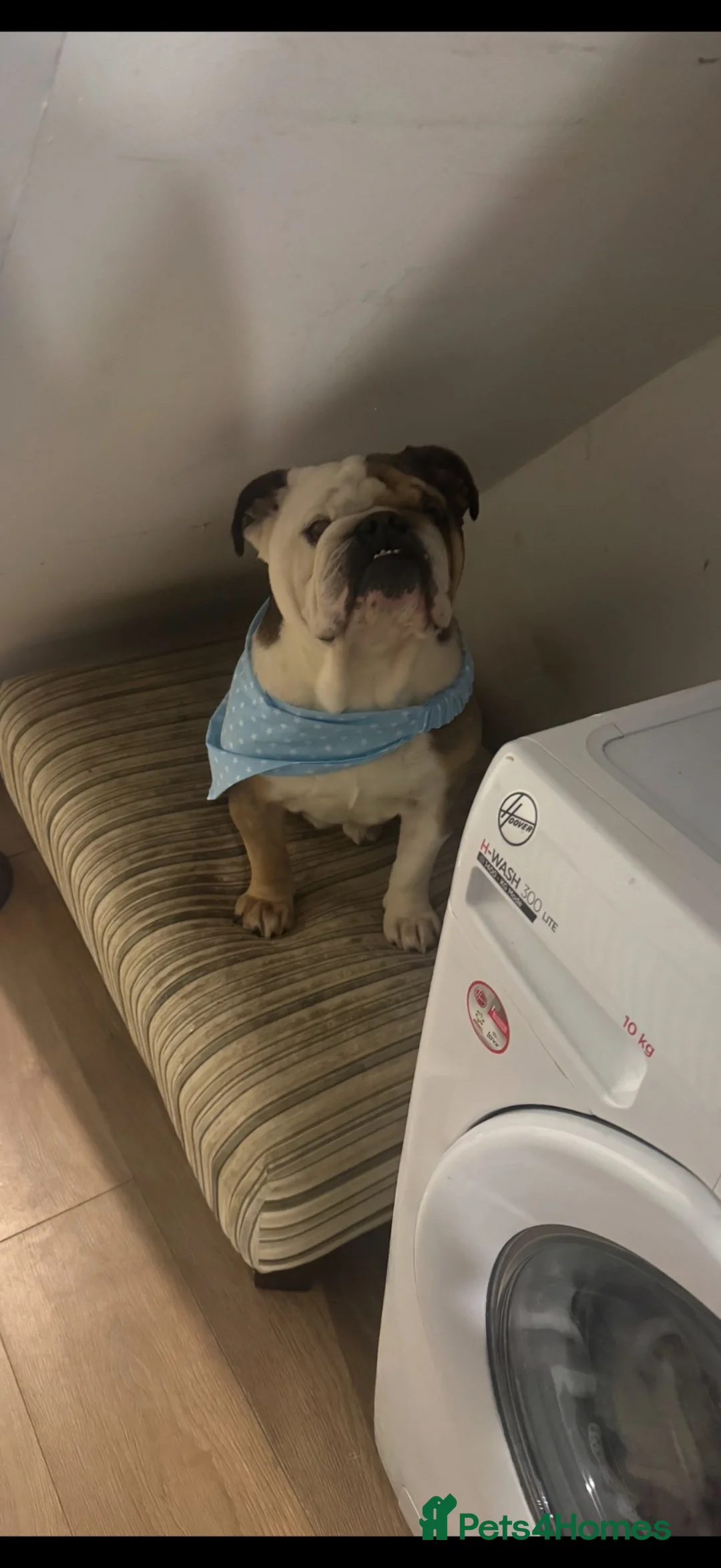 English Bulldog dogs for sale: English Bulldog  - Advert 2