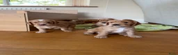 Cocker Spaniel dogs for sale: Gorgeous Working Cocker Spaniels in Northallerton - Advert 9