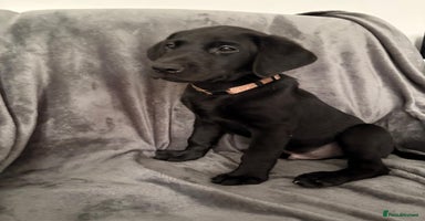 Labrador Retriever dogs - Advert 14