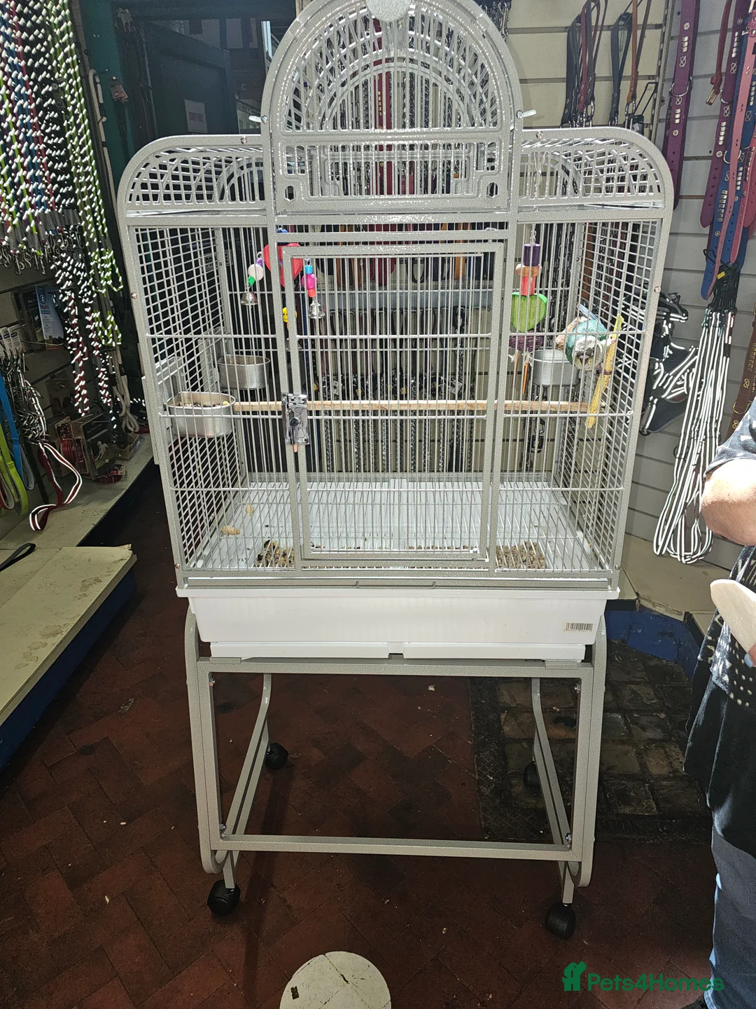 Conures birds for sale: Green cheek conure for sale - Advert 4