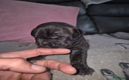 Staffordshire Bull Terrier dogs for sale: 2 female staffies  - Image 17