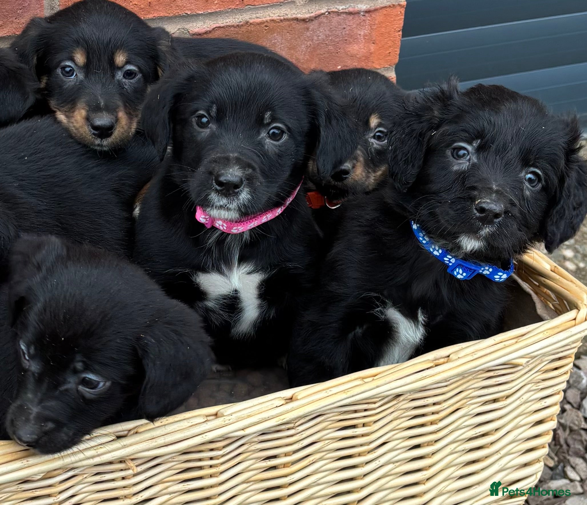 Mixed Breed dogs Cocker X Collie Puppies - Advert 7