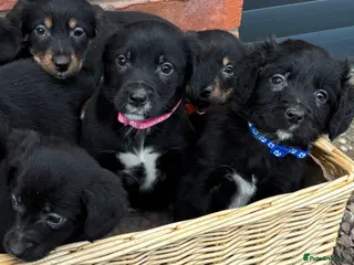 Mixed Breed dogs Cocker X Collie Puppies - Advert 7