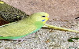Budgerigars birds for sale: Beautiful Budgies - Image 20