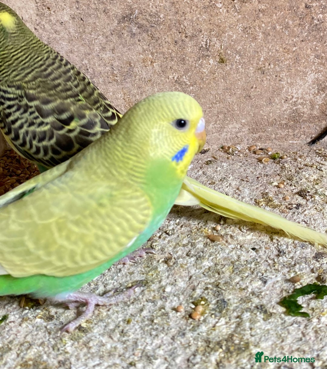 Budgerigars birds for sale: Beautiful Budgies - Image 20