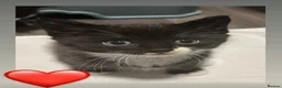 European cats for sale: Kittens  - Advert 7