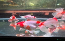 Fancy Goldfish fish for sale: Thai pleated goldfish - Image 37