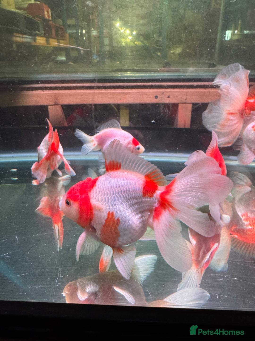 Fancy Goldfish fish for sale: Thai pleated goldfish - Image 37