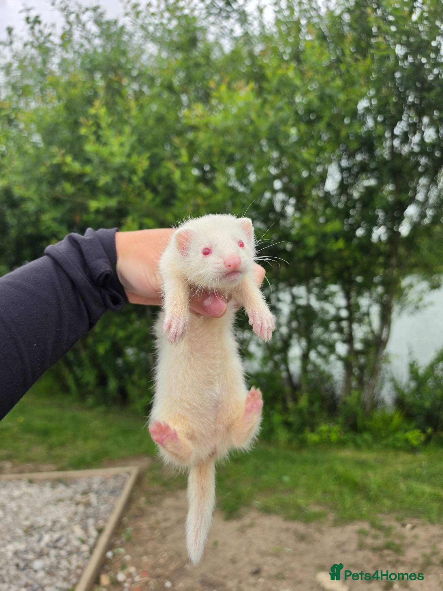 Ferret rodents Albino jill - Advert 6