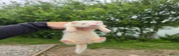Ferret rodents for sale: Albino jill - Advert 1
