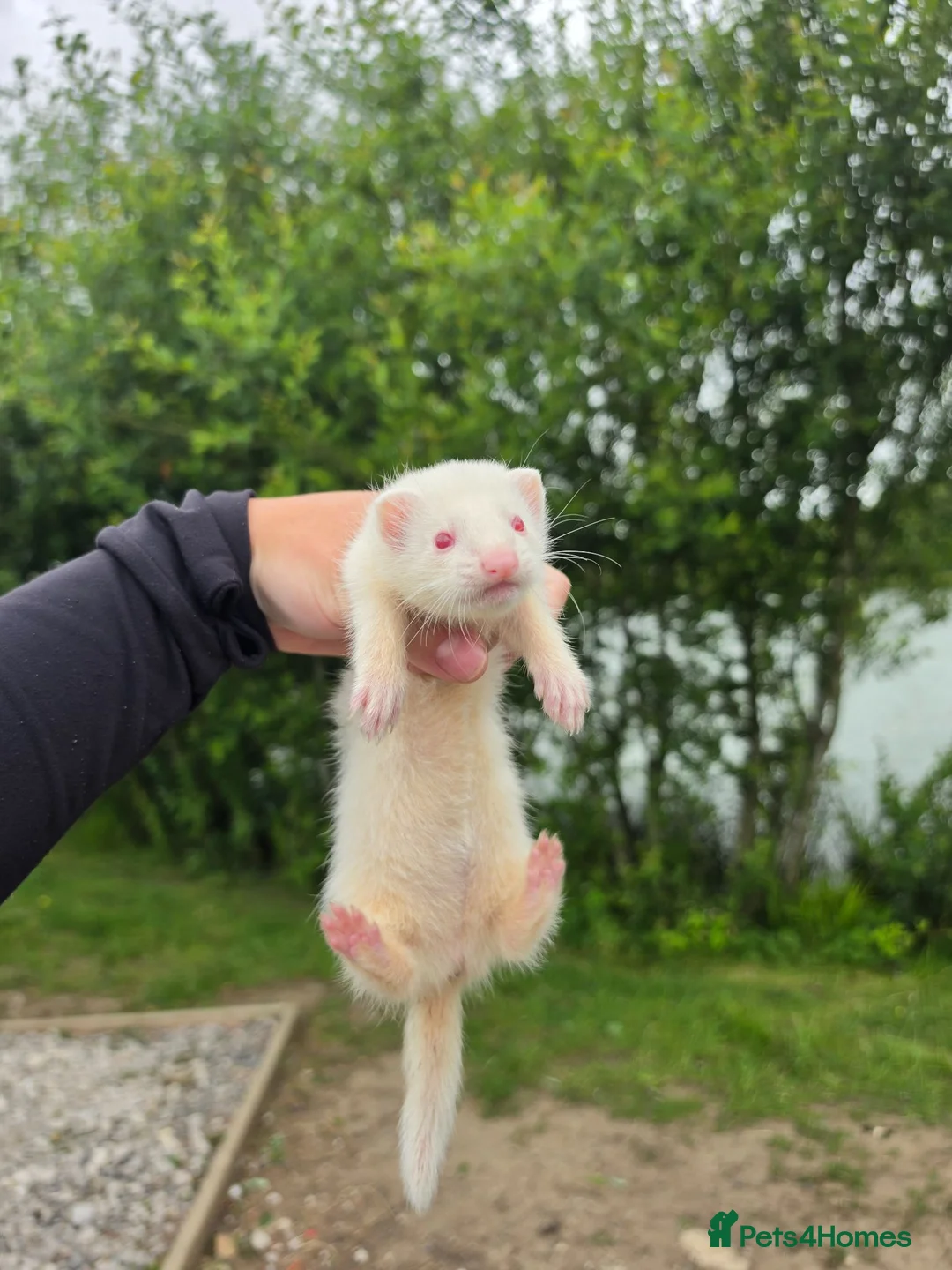 Ferret rodents for sale: Albino jill - Advert 1