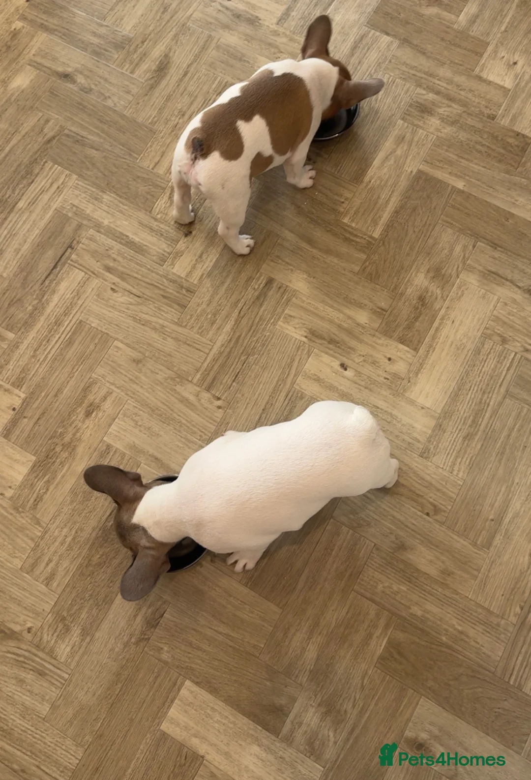 French Bulldog dogs for sale: French Bulldog Puppies for Rehoming in Abergele - Advert 2
