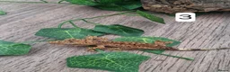Gecko reptiles for sale: Crested geckos - Advert 5