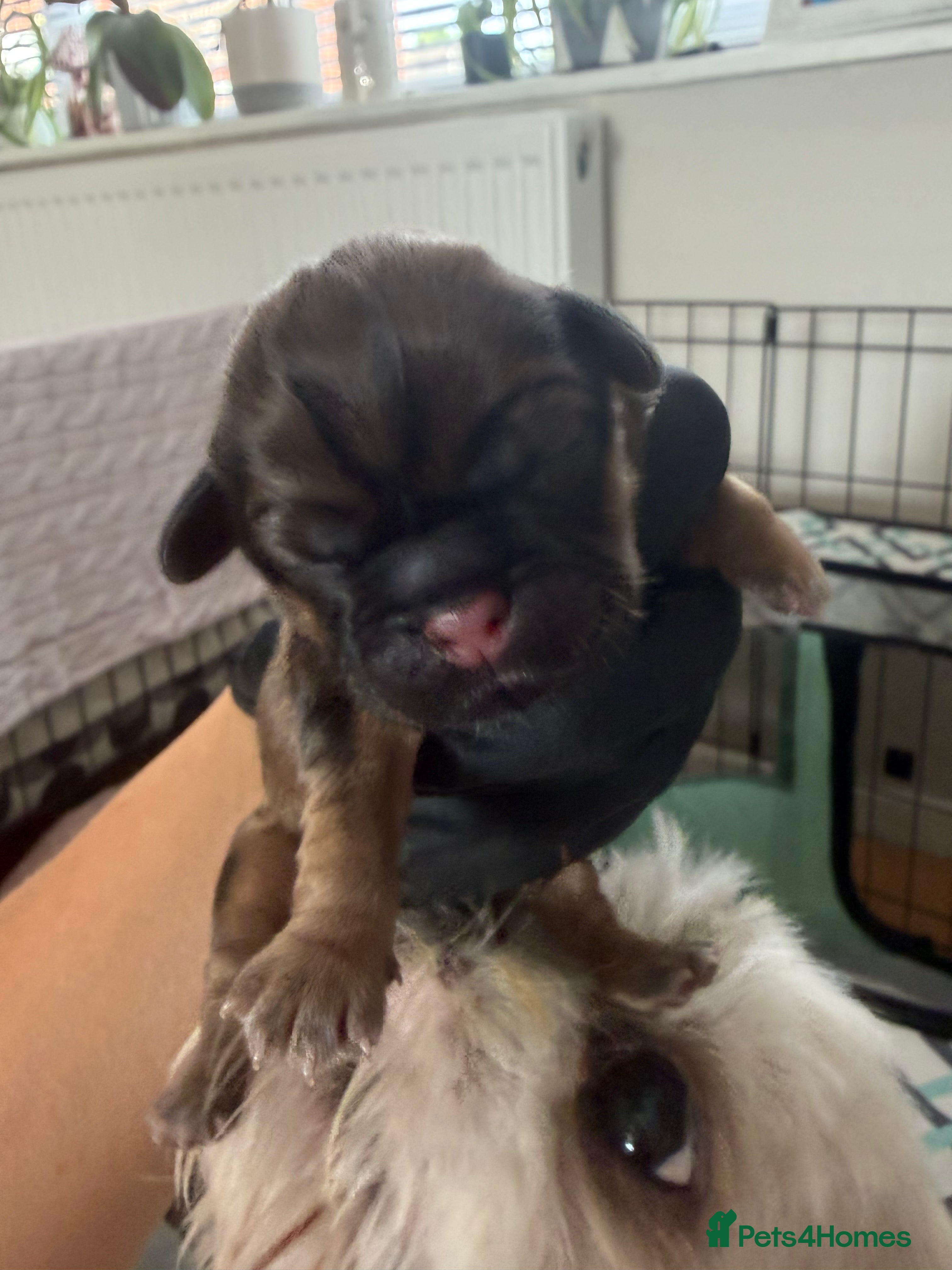 Shih Tzu dogs Beautiful Shih Tzu puppies - Advert 16