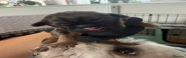 Shih Tzu 7