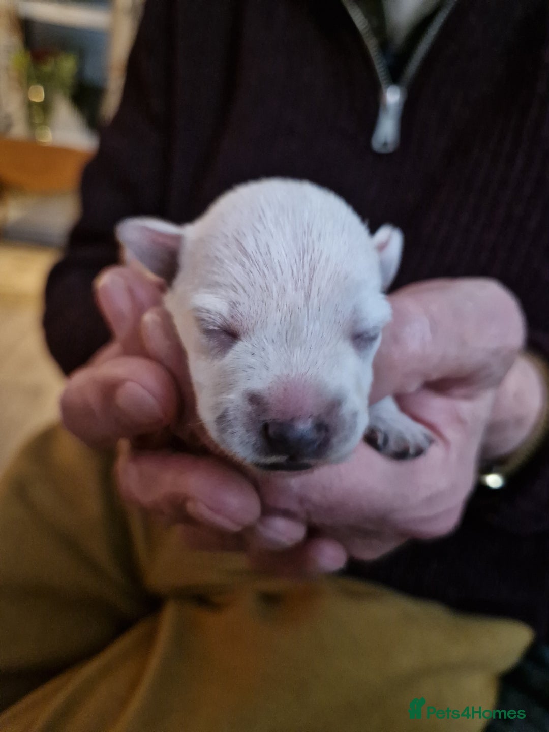 Miniature Schnauzer dogs for sale: Superb KC white minature schnauzer puppies  - Advert 3