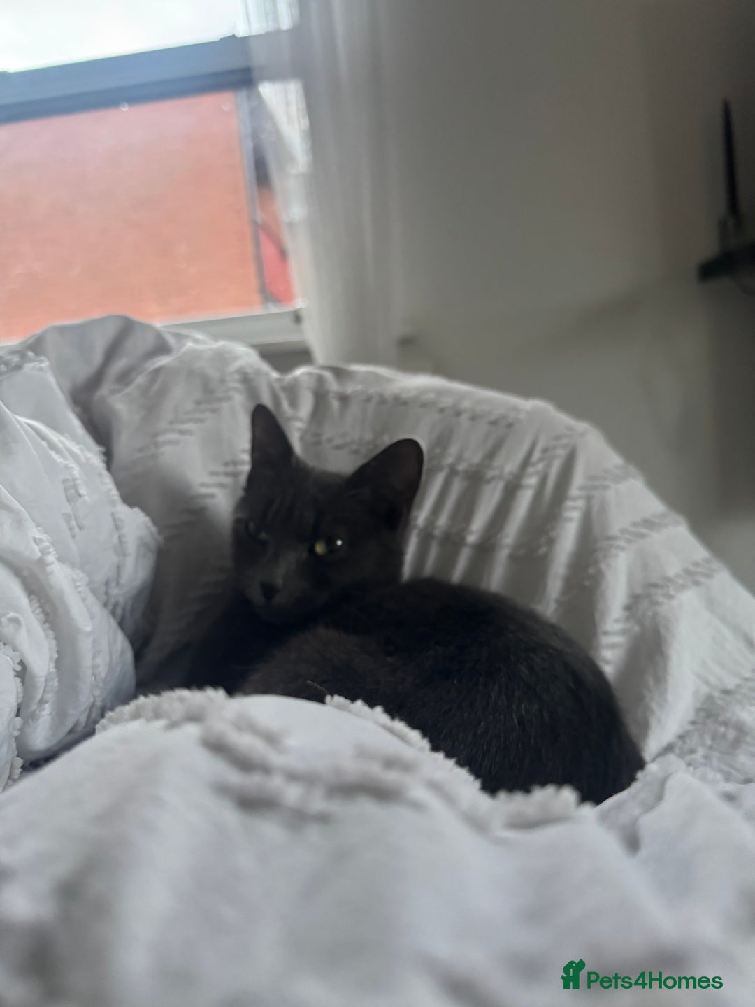 British Shorthair cats for sale: Beautiful grey female cat - Image 4