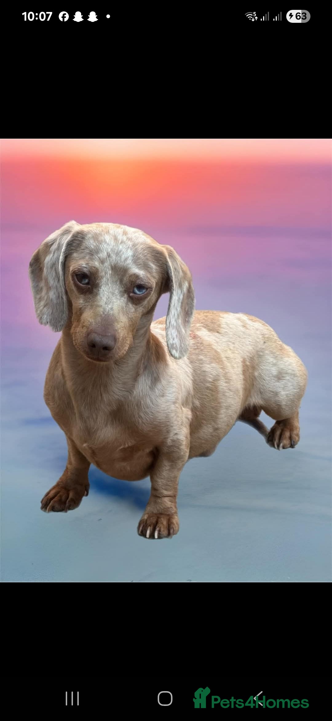 Dachshund dogs for sale: Dachshund  - Image 6