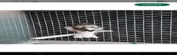 Canaries birds for sale: Cnarries  for sale  - Advert 2