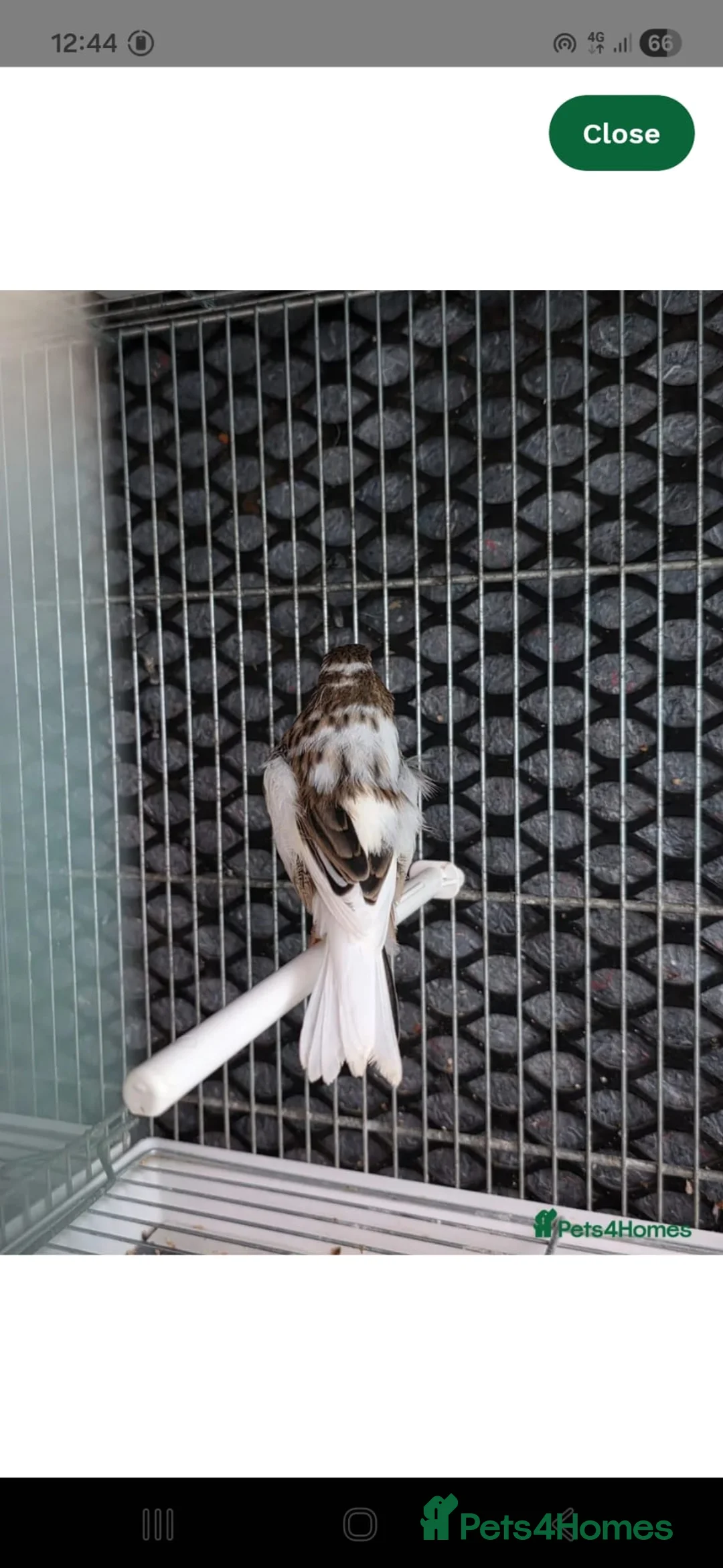 Canaries birds for sale: Cnarries  for sale  - Advert 2