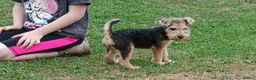 Lakeland Terrier dogs for sale: Lakeland terrier pup - Advert 3
