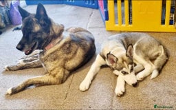 Siberian Husky dogs for sale: Can you give Dutchess the home she deserves? - Image 2