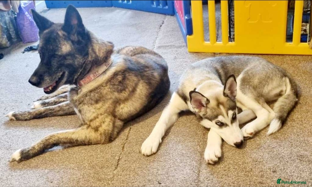 Siberian Husky dogs for sale: Can you give Dutchess the home she deserves? - Image 2