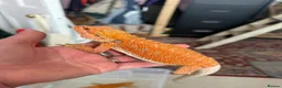 Bearded Dragon reptiles for sale: Last stunning bearded dragon - ready to leave!  - Advert 1
