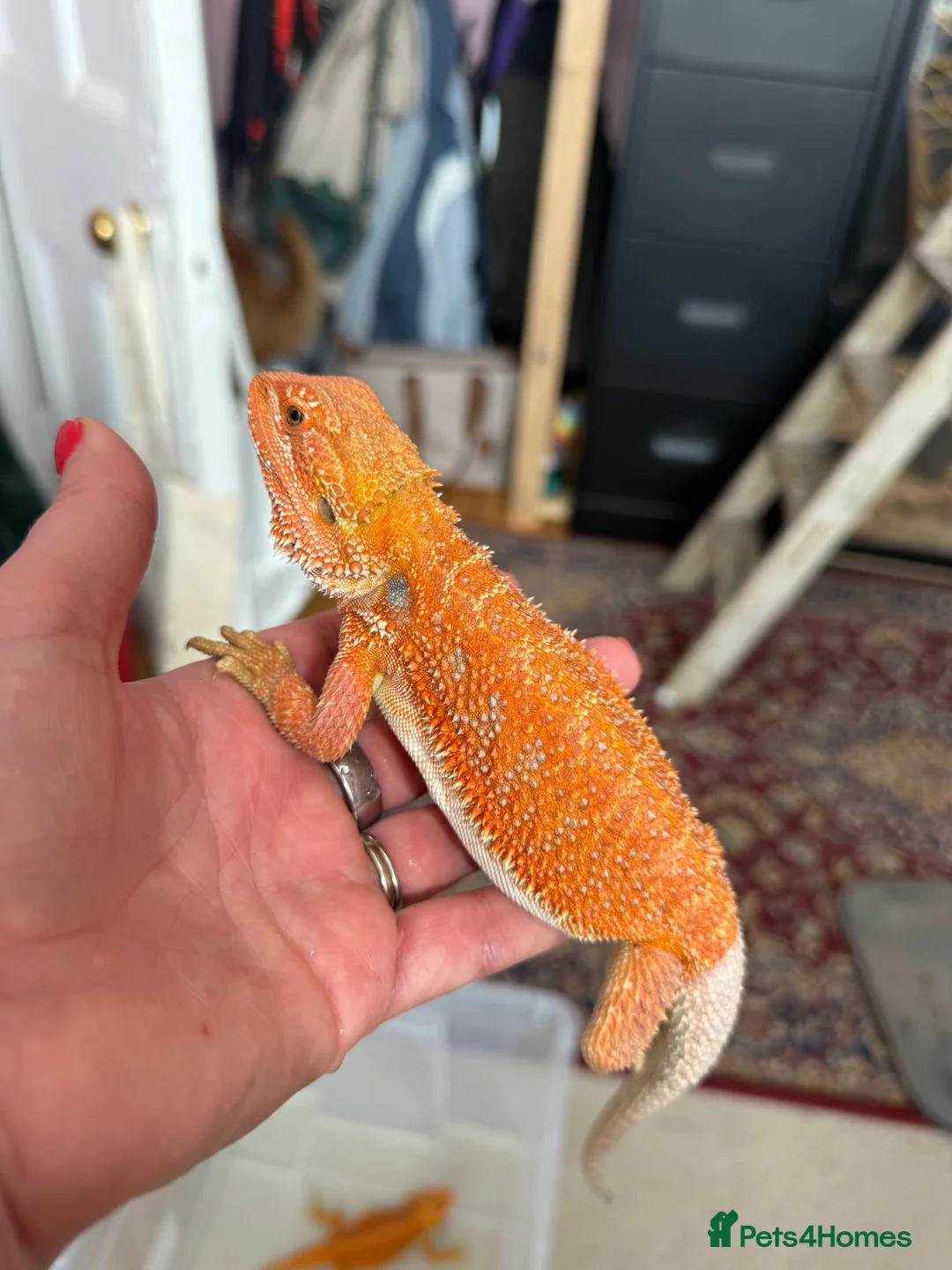 Bearded Dragon reptiles for sale: Last stunning bearded dragon - ready to leave!  - Advert 1