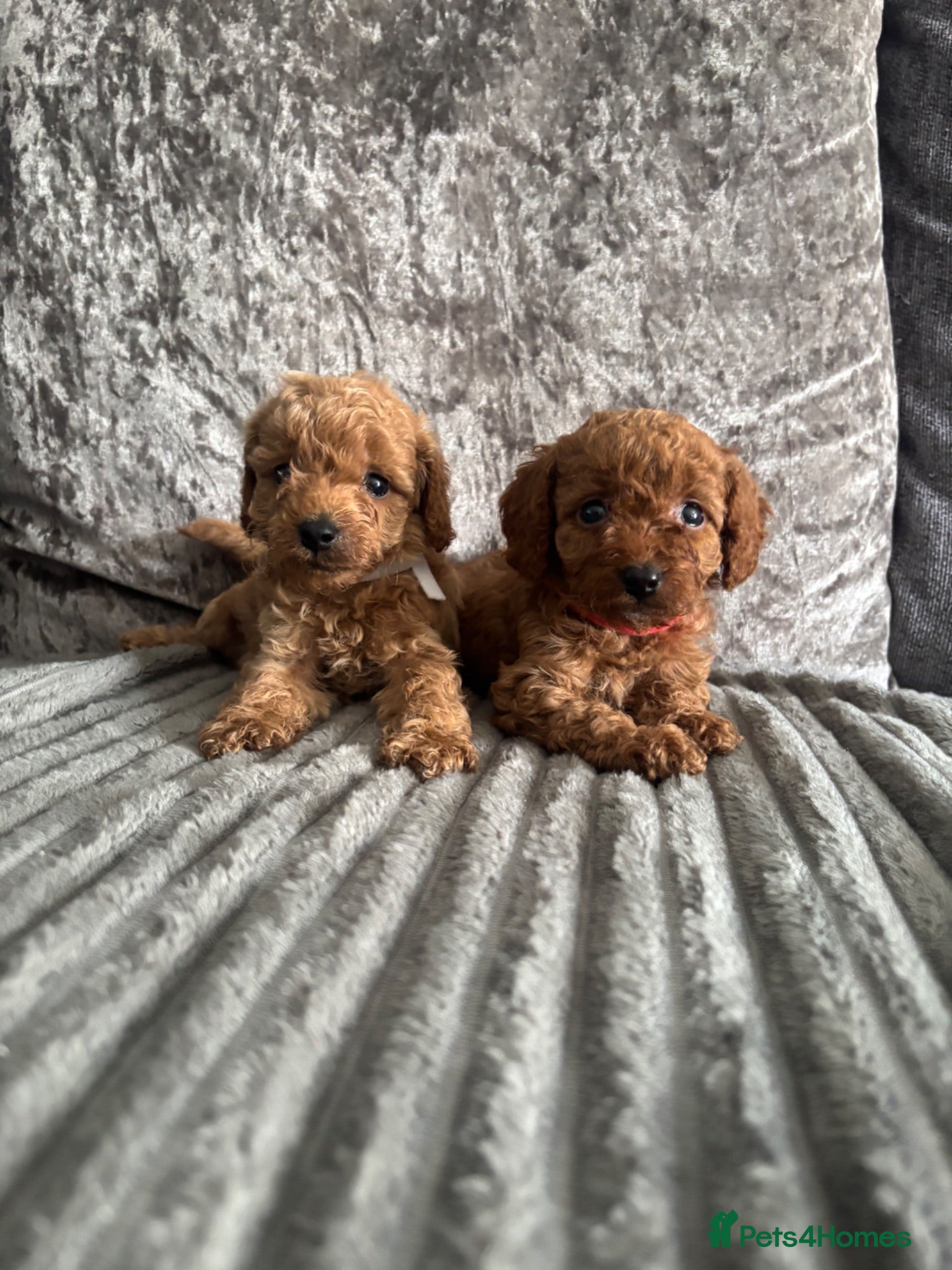 Cavapoo dogs Beautiful F1B Teddy Toy cavapoos  - Advert 2