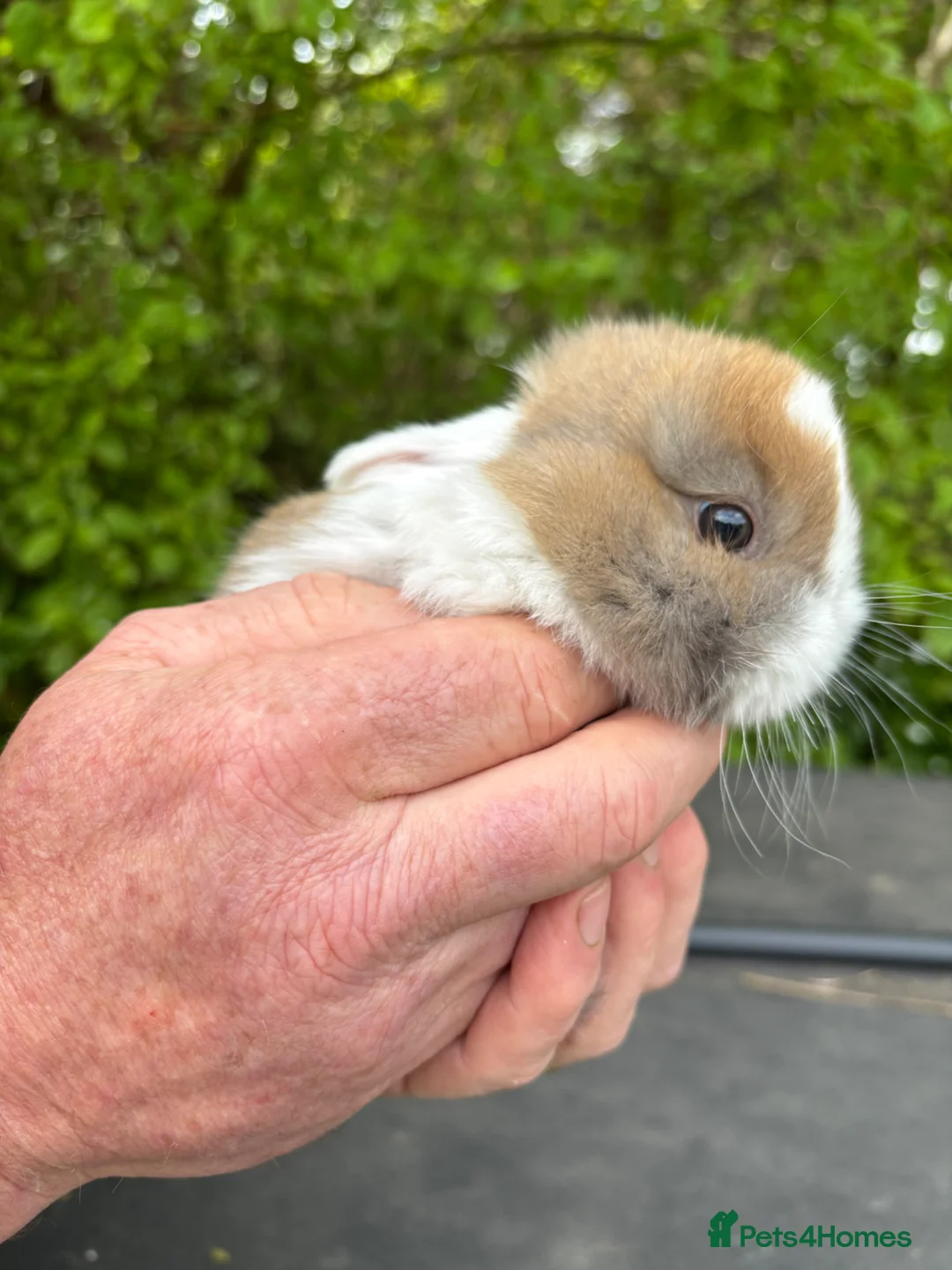 Mixed Breed rabbits for sale: Mini lops x Netherland dwarfs  in Haverfordwest - Advert 7