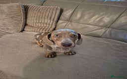 Dachshund dogs for sale: Kc isabella dapples boys - Image 10