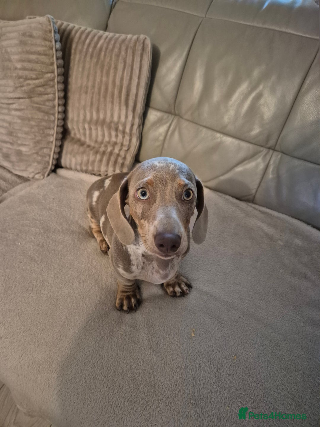 Dachshund dogs for sale: Kc isabella dapples boys - Image 10