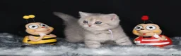 British Shorthair cats for sale: Registered Golden British Shorthaired kittens - Advert 18