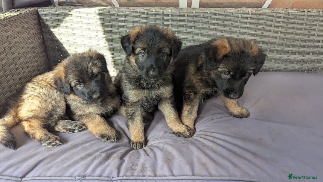German Shepherd dogs for sale: Beautiful KC German Shepherd Puppies health tested - Image 27