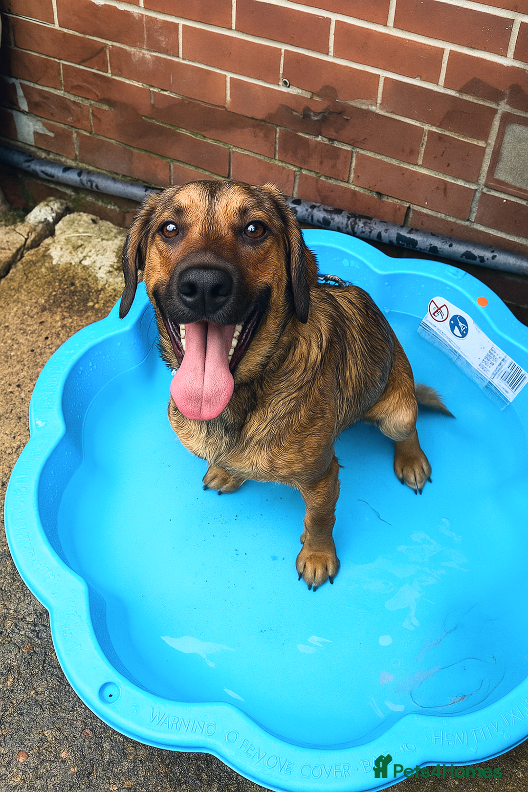 Mixed Breed dogs for sale: Malinois X springer spaniel 9 month old in Rotherham - Image 3